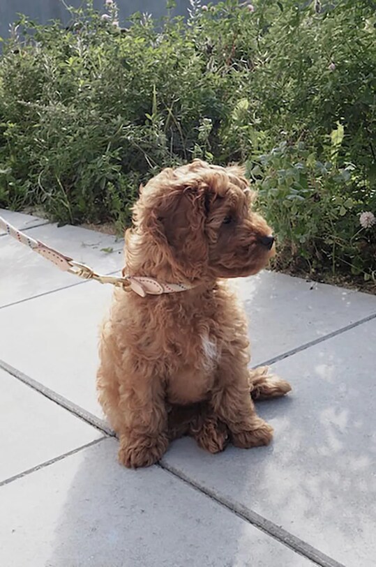 Ошейник для собаки OYOY Perry Dog Collar S Z60089 коричневый AA00