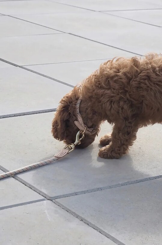 Ошейник для собаки OYOY Perry Dog Collar S коричневый Z60089