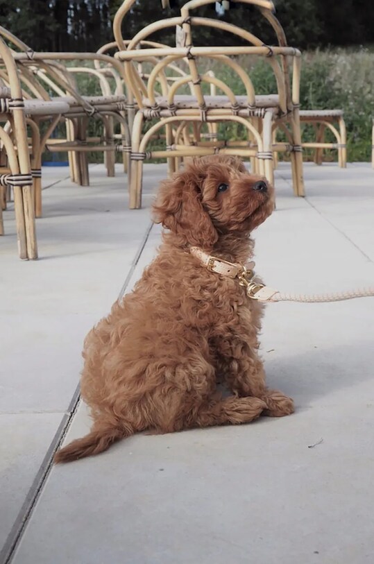 Лайфстайл Ошейник для собаки OYOY Perry Dog Collar M Z60090 мультиколор