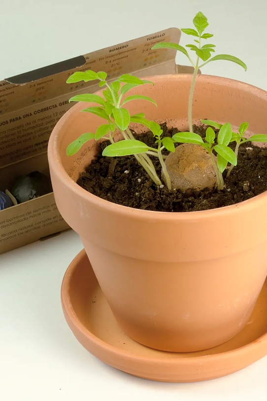 RESETEA set pentru cultivarea plantelor Herb Bombs 19,5 x 3,3 x 3,3 cm multicolor Erst389