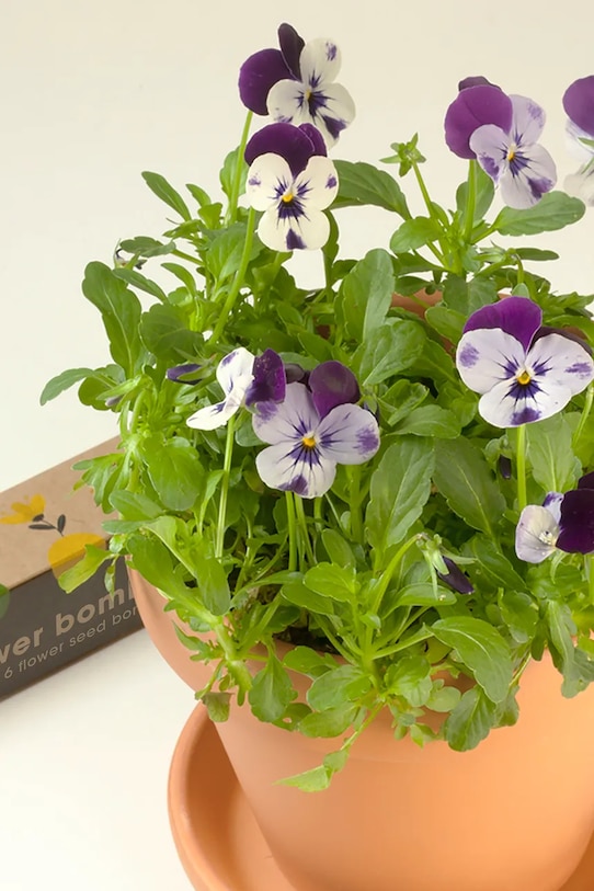 RESETEA zestaw do uprawy kwiatów Flower Bombs 19,5 x 3,3 x 3,3 cm multicolor Erst388