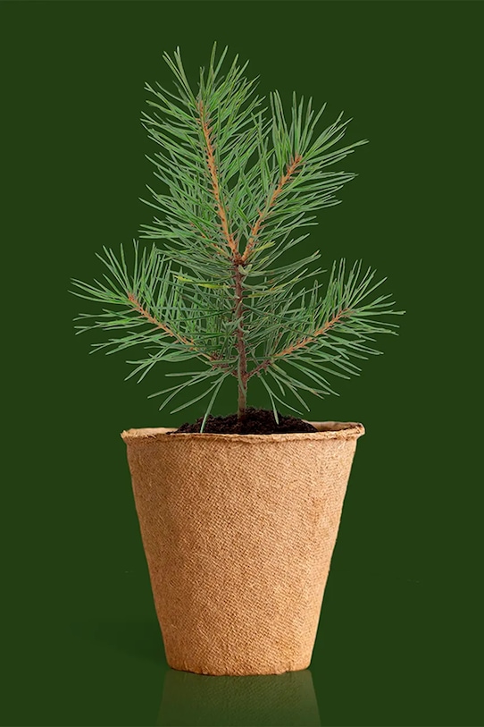 Lifestyle RESETEA zestaw do uprawy rośliny Christmas Tree 7 x 6,5 x 7 cm Erst586 multicolor