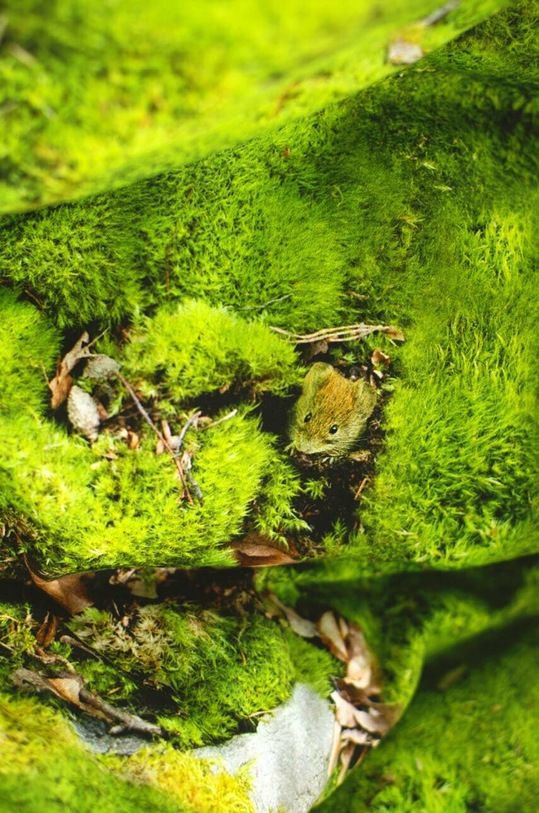 Sada bavlněných povlečení Foonka Mech 200x200 / 70x80 cm zelená 200x200.70x80.M