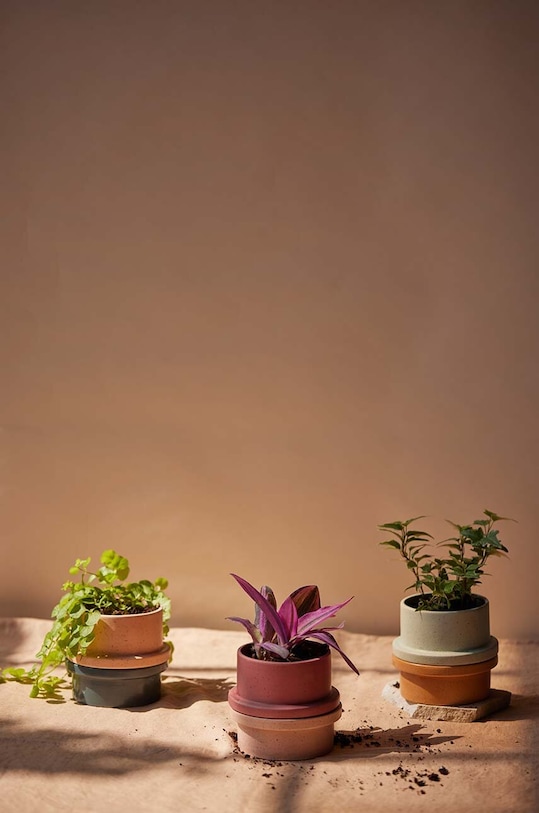 Home SPA Vonná sójová svíčka Paddywax Thyme & Olive Leaf 141 g FO0504EU zelená