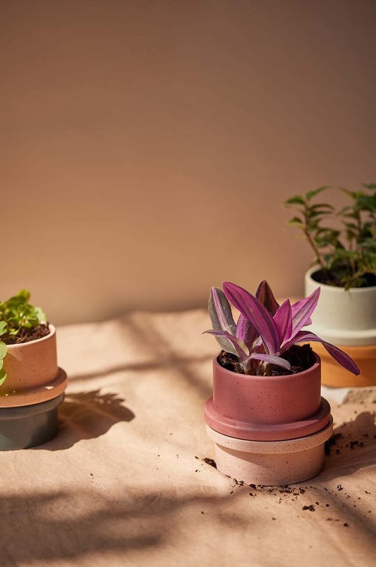 Vonná sójová svíčka Paddywax Thyme & Olive Leaf 141 g zelená FO0504EU