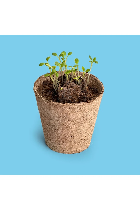 Lifestyle RESETEA zestaw do uprawy kwiatów Save the bees 7 x 6,5 x 7 cm Erst667 multicolor