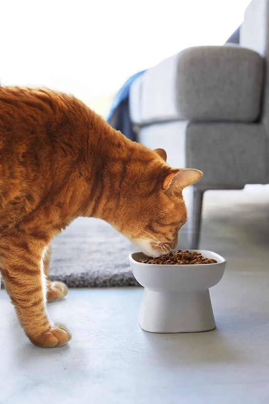 Μπολ για κατοικίδια Yamazaki Tower 200 ml 1779 λευκό AA00