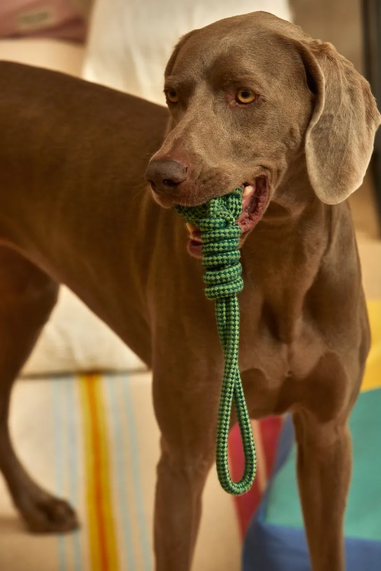 Calma House zabawka dla pupila Buby 32 x 6,5 cm BUBY.PT38.TUR zielony AA00