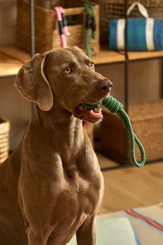 Lifestyle Calma House zabawka dla pupila Buby 32 x 6,5 cm BUBY.PT38.TUR zielony