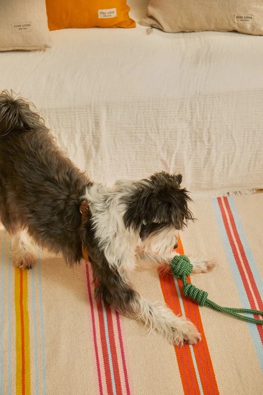 Calma House zabawka dla pupila Buby 32 x 6,5 cm BUBY.PT38.TUR