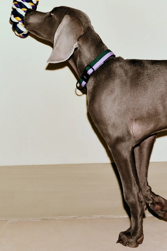 HAY zabawka dla pupila Toy-Blue 29 x 8 cm AD867.D027