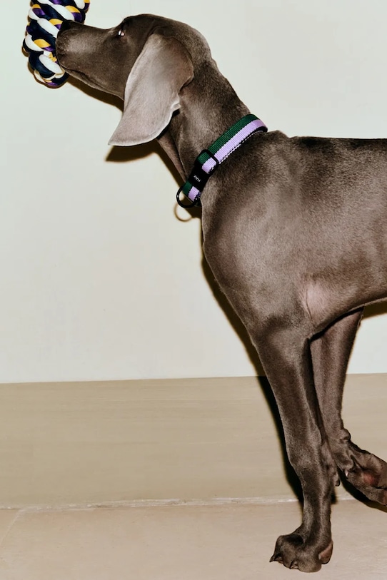 HAY zabawka dla pupila Toy-Blue 29 x 8 cm AD867.D027