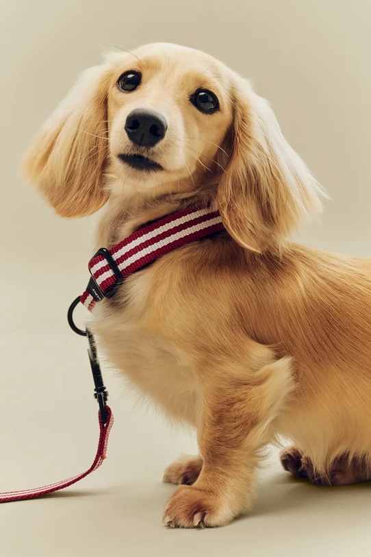 Lifestyle HAY smycz dla psa M/L AD865.D029.AU34 multicolor