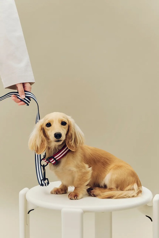 HAY smycz dla psa M/L multicolor AD865.D029.AU33