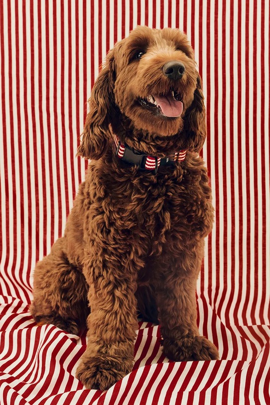 HAY obroża dla psa M/L AD864.D013.AU34 multicolor AA00