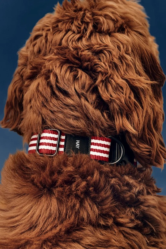 Lifestyle HAY obroża dla psa M/L AD864.D013.AU34 multicolor