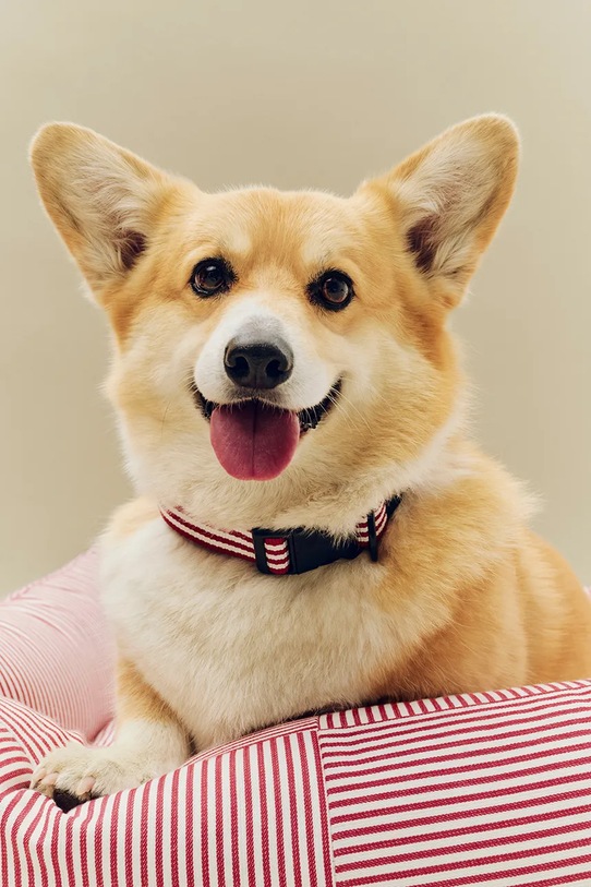 HAY obroża dla psa M/L multicolor AD864.D013.AU34