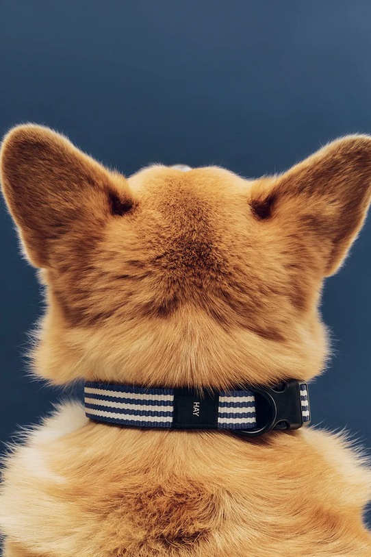 Lifestyle HAY obroża dla psa M/L AD864.D013.AU33 multicolor