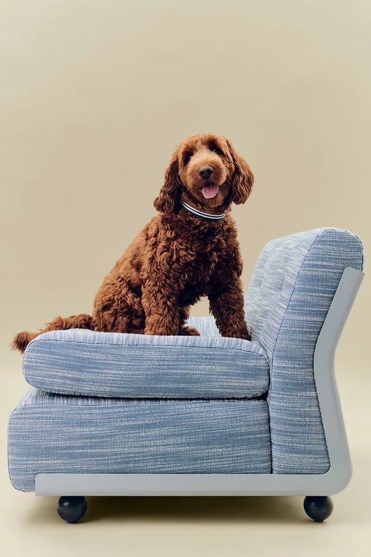 HAY obroża dla psa M/L AD864.D013.AU33 multicolor