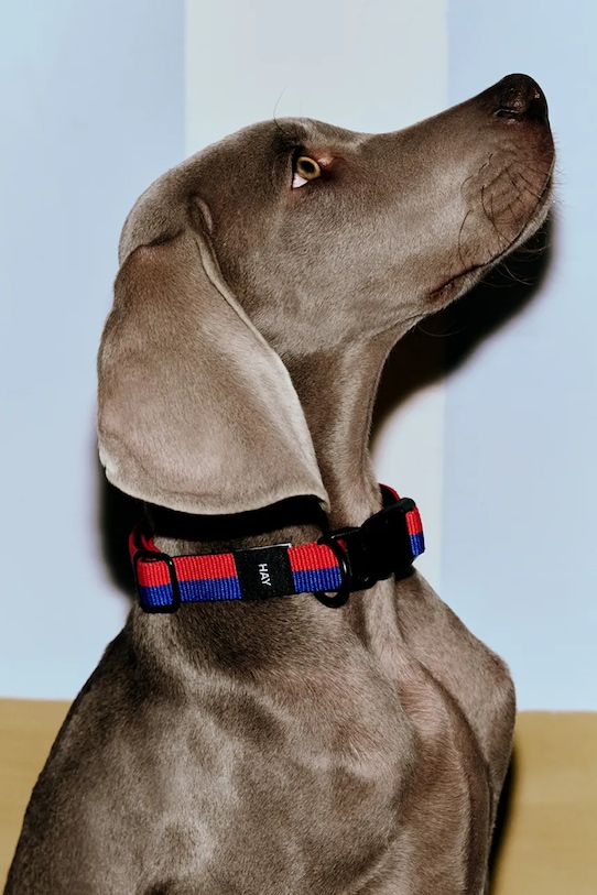 Lifestyle HAY obroża dla psa M/L 2,5 x 40-65 cm AD864.D013.AL56 multicolor