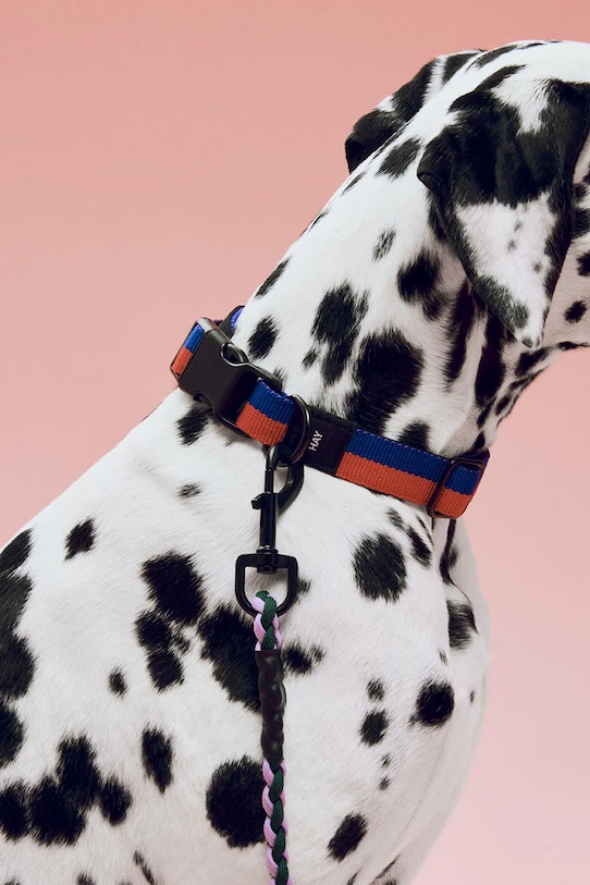 HAY obroża dla psa M/L 2,5 x 40-65 cm multicolor AD864.D013.AL56