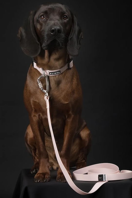 PAIKKA lesă fluorescentă pentru câini 180 x 2,5 cm 1032011 roz AA00