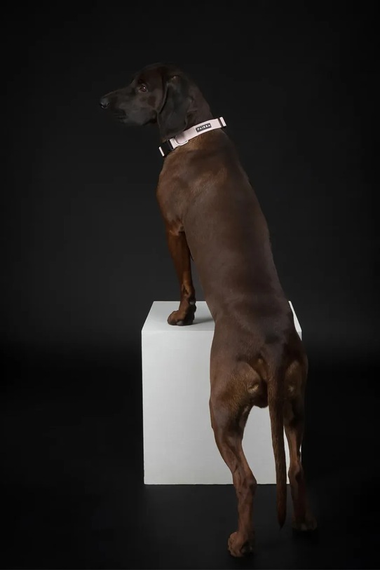 PAIKKA obroża fluorescencyjna dla psa Glow Collar 19 x 2 x 0,5 cm 1032014 różowy