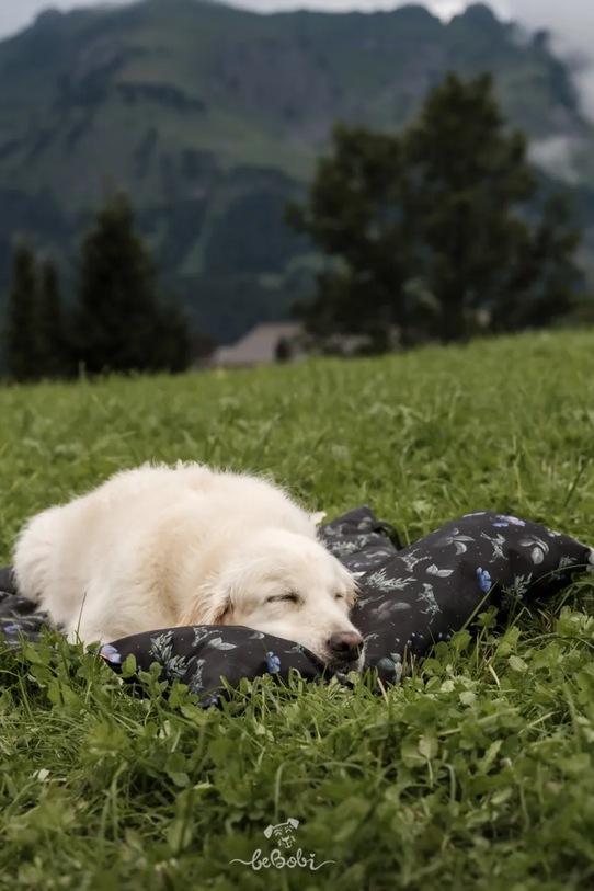 Lifestyle Bebobi Κρεβάτι για σκύλο 75 x 60 x 3 cm CMLMC μαύρο