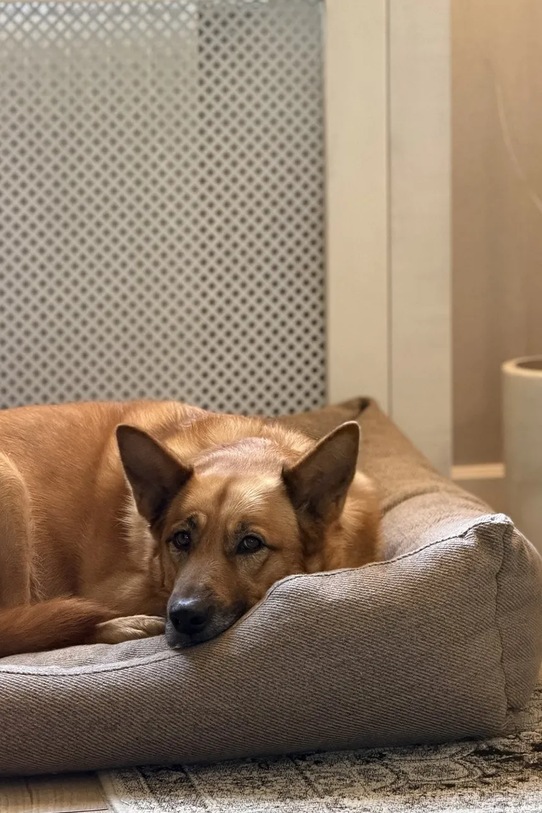 Bebobi legowisko dla pupila Moe 75 x 65 x 20 cm MPLSWB multicolor AA00