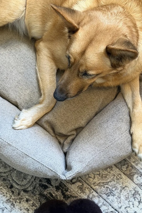 Lifestyle Bebobi legowisko dla pupila Moe 75 x 65 x 20 cm MPLSWB multicolor