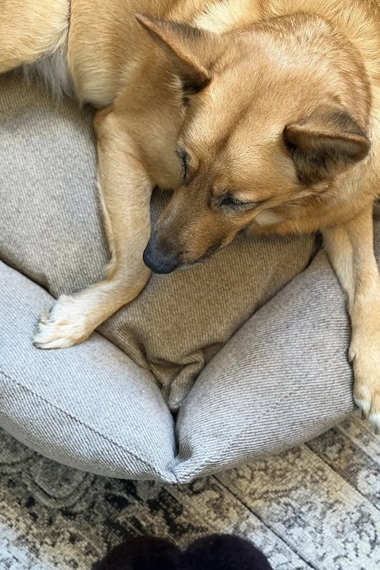 Lifestyle Bebobi κρεβάτι για σκύλο 85 x 75 x 20 cm MPLMWB πολύχρωμο