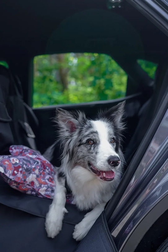 Bebobi mata samochodowa z pasem bezpieczeństwa dla pupila 50 x 40 x 8 cm KMMBSC czarny
