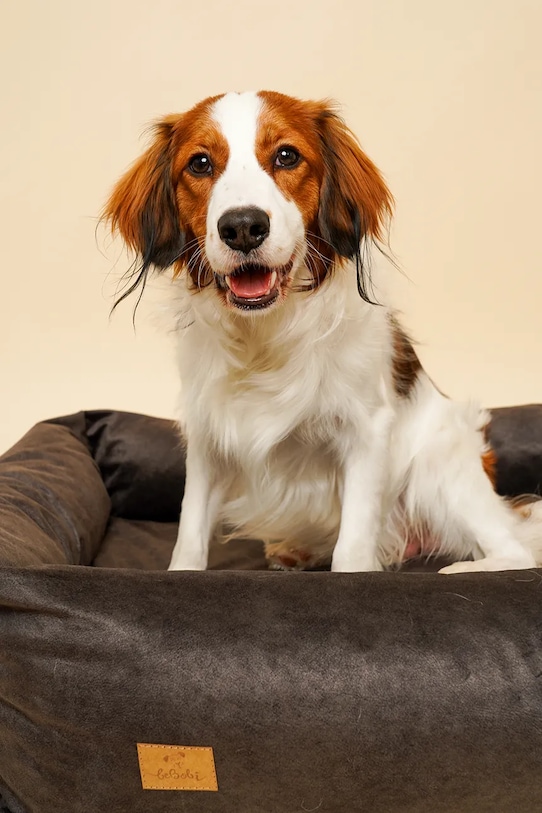 Lifestyle Bebobi legowisko ortopedyczne dla pupila Sono 95 x 75 x 23 cm SKLM32C multicolor