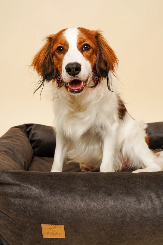 Lifestyle Bebobi legowisko ortopedyczne dla pupila Sono 115 x 85 x 23 cm SKLL32C multicolor