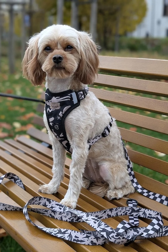 Bebobi smycz dla psa 250 x 2 cm multicolor SPKA2032C