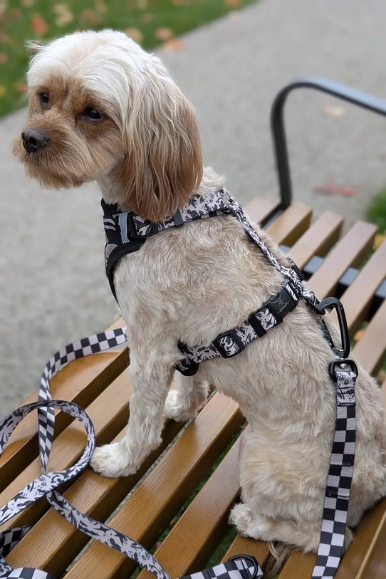 Bebobi smycz dla psa 250 x 2,5 cm SPKA2532C