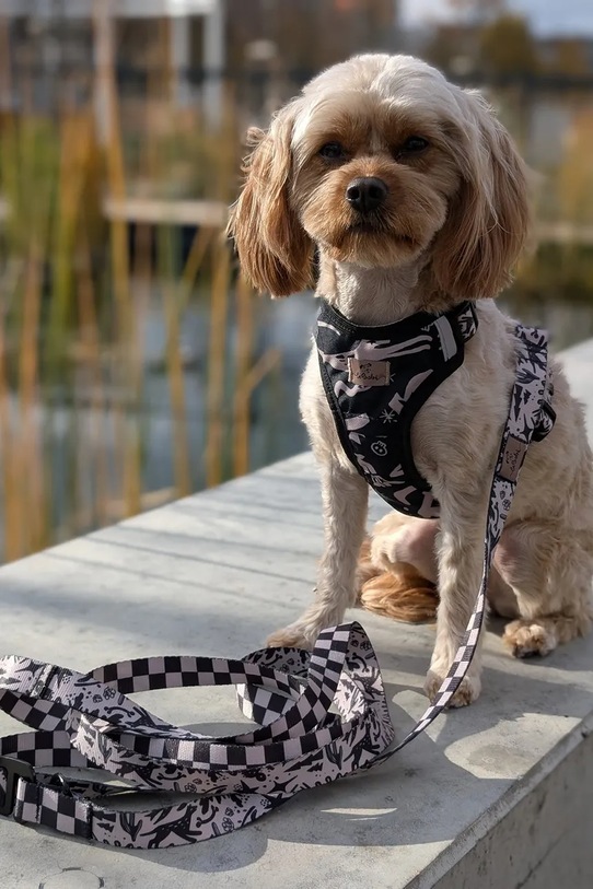 Bebobi szelki bezuciskowe dla psa WestWOOF SKAXS32C