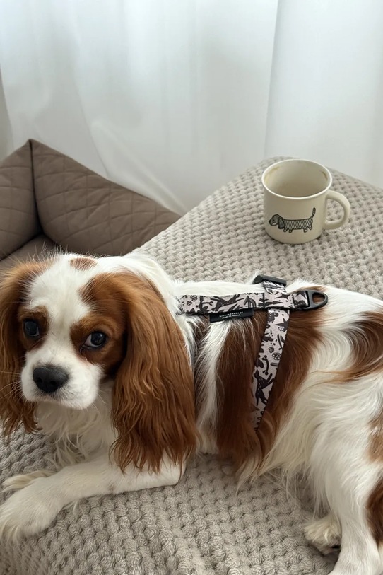 Bebobi szelki bezuciskowe dla psa WestWOOF SKAM32C multicolor AA00