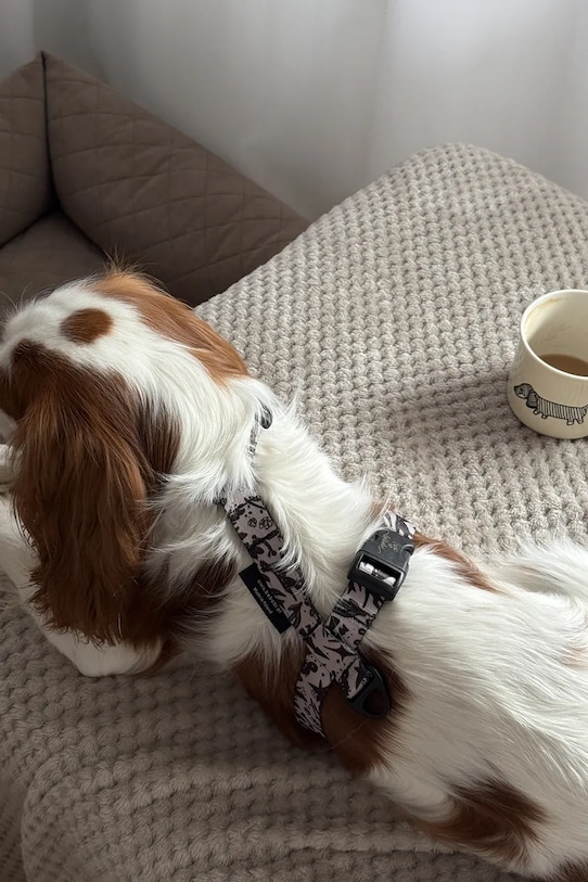 Lifestyle Bebobi szelki bezuciskowe dla psa SKAL32C multicolor