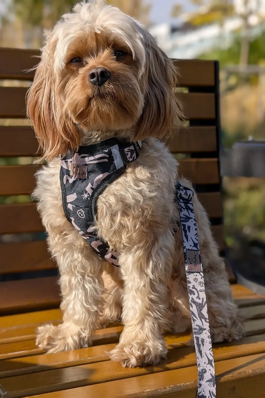 Bebobi szelki bezuciskowe dla psa multicolor SKAL32C