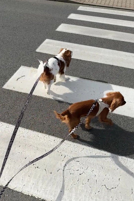 Bebobi podwójna smycz dla psów 2,5 m SDKA2032C multicolor