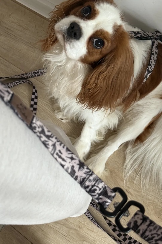 Bebobi podwójna smycz dla psów PAWradise 2,5 m multicolor SDKA2532C