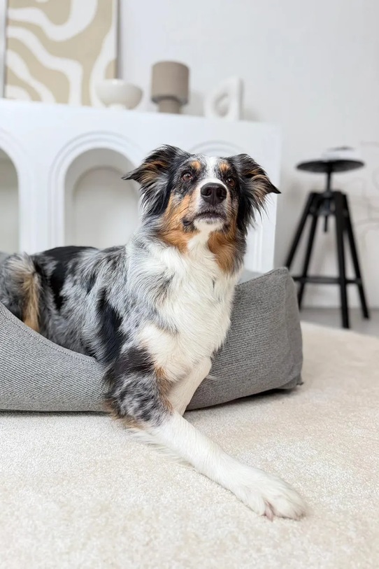 Bebobi legowisko ortopedyczne dla pupila Lilo 115 x 85 x 23 cm LPLLFT