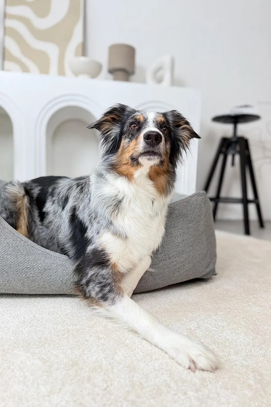 Bebobi legowisko ortopedyczne dla pupila Lilo 115 x 85 x 23 cm LPLLFT