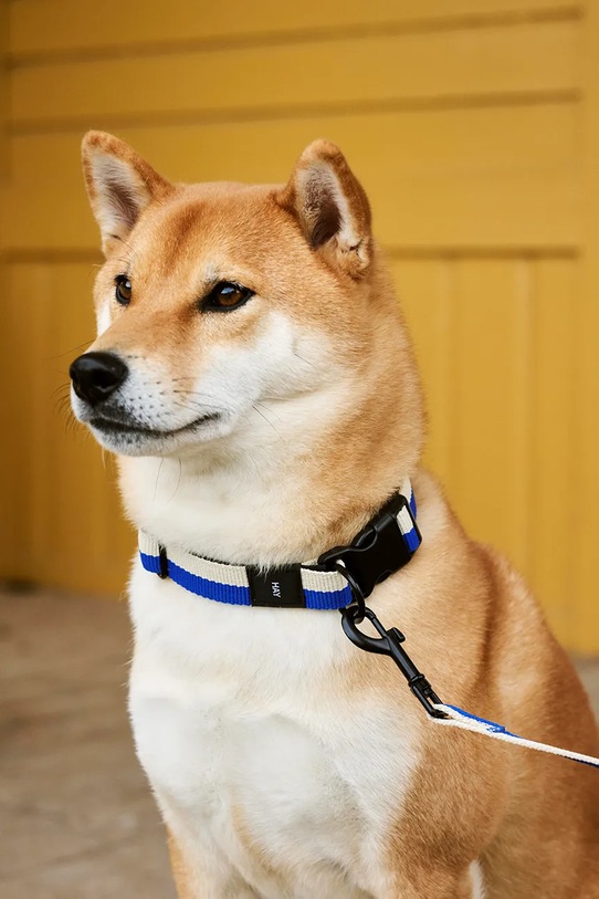 HAY obroża dla psa 2,5 x 65 cm AD864.D013.AO17 multicolor AA00