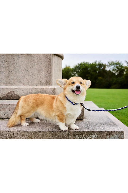 HAY obroża dla psa 2,5 x 65 cm AD864.D013.AO17 multicolor