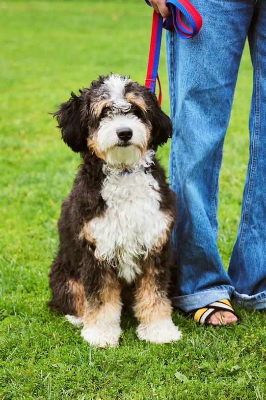 HAY smycz dla psa 2,5 x 160 cm multicolor AD865.D029.AL56