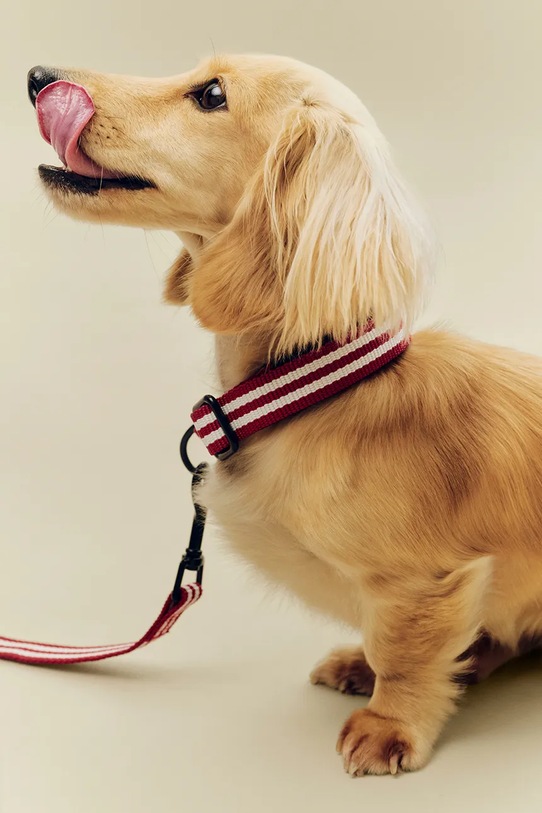 HAY повідець для домашнього улюбленця 2 x 160 cm барвистий AD865.F281.AU34