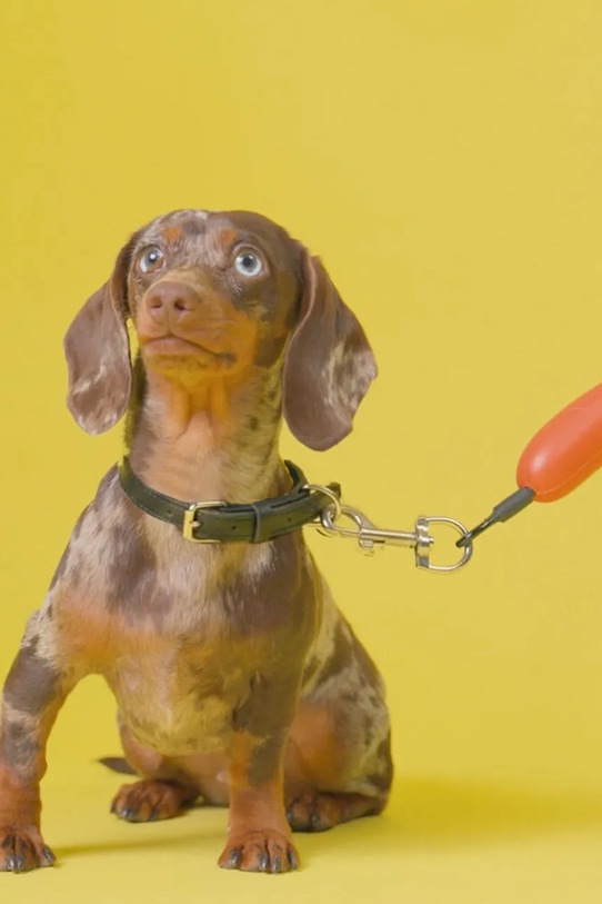 Lifestyle Balvi smycz dla psa 110 cm 28202 pomarańczowy