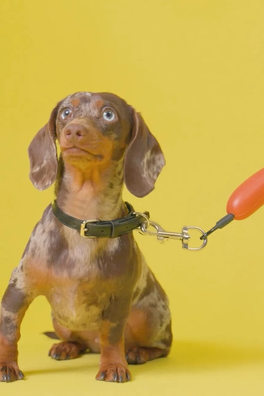 Lifestyle Balvi smycz dla psa 110 cm 28202 pomarańczowy